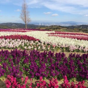 あわじ花さじき バス旅淡路島 さあ 気軽な バス旅 へ 別世界観を体験できる癒しで人気の淡路島は 実はお手軽な バス旅 がオススメです あわじ花さじき バス旅淡路島 さあ 気軽な バス旅 へ 別世界観を体験できる癒しで人気の淡路島は 実はお手軽な バス旅 がオススメです